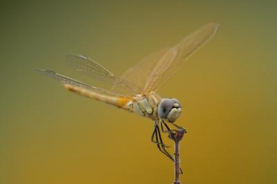 Sympetrum fonscolombii