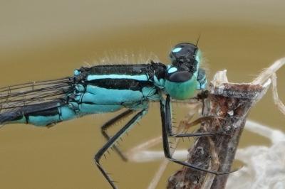 Ischnura elegans