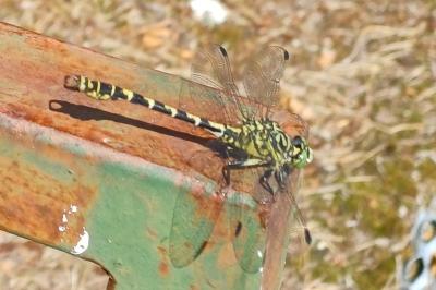 Onychogomphus forcipatus