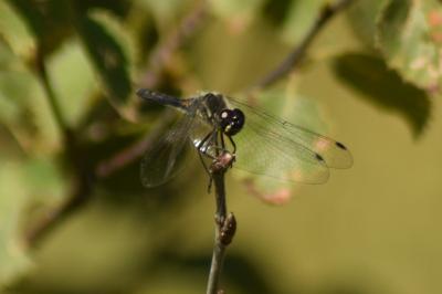 Sympetrum danae