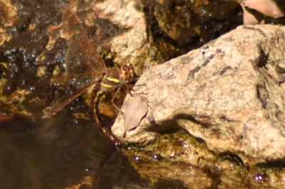 Aeshna grandis