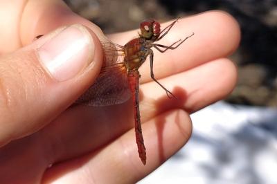 Sympetrum sanguineum