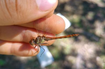Sympetrum striolatum