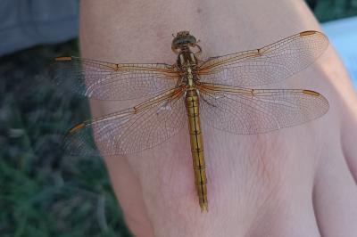 Orthetrum coerulescens