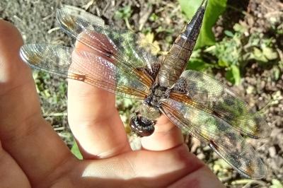 Libellula quadrimaculata