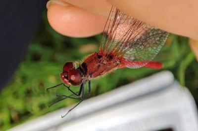 Sympetrum sanguineum