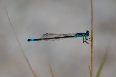 Ischnura elegans
