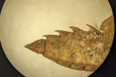 Somatochlora metallica