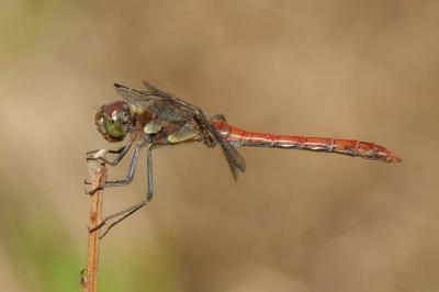 Sympetrum striolatum