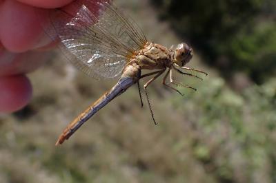Sympetrum meridionale