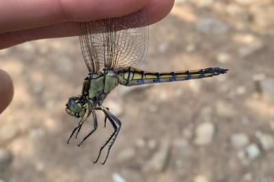 Orthetrum cancellatum