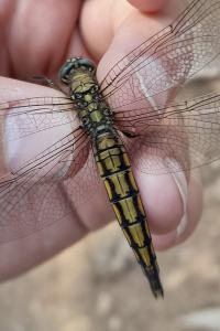 Orthetrum cancellatum