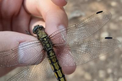 Orthetrum cancellatum