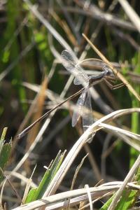 Lestes virens virens