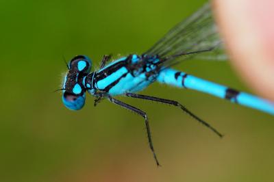 Enallagma cyathigerum