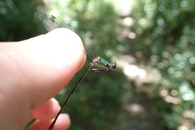 Chalcolestes viridis