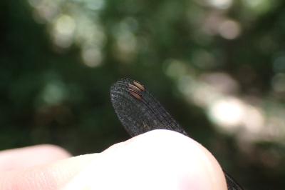 Chalcolestes viridis