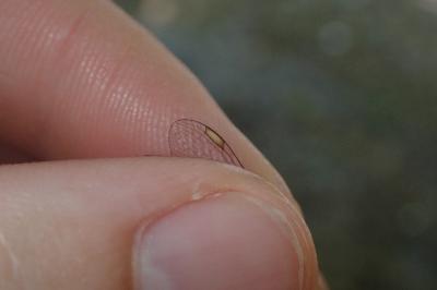 Chalcolestes viridis