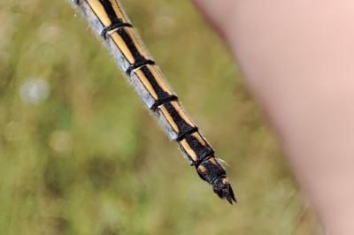 Orthetrum cancellatum