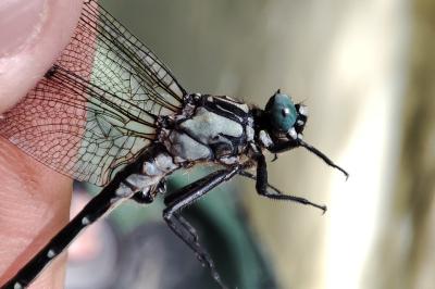 Onychogomphus uncatus