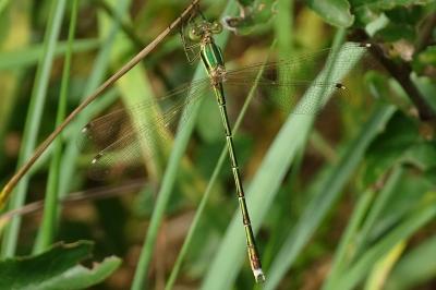 Lestes barbarus