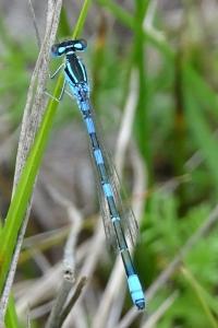 Coenagrion scitulum