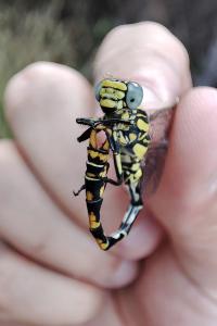 Onychogomphus uncatus