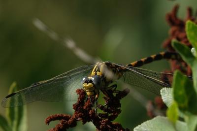 Onychogomphus uncatus