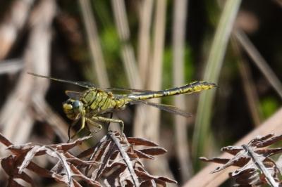 Gomphus pulchellus