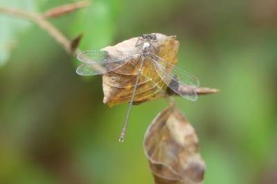Chalcolestes viridis