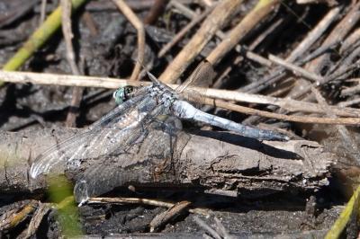 Orthetrum albistylum