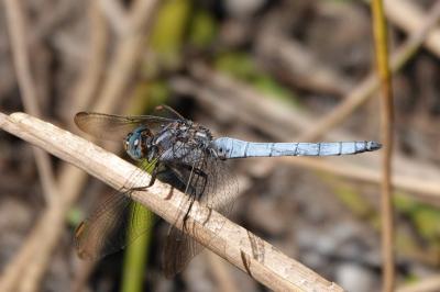 Orthetrum coerulescens