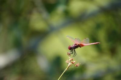Trithemis annulata