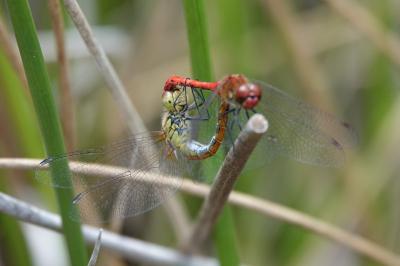Sympetrum sanguineum