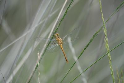 Sympetrum meridionale