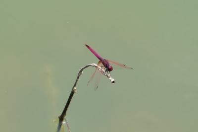Trithemis annulata