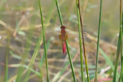 Crocothemis erythraea