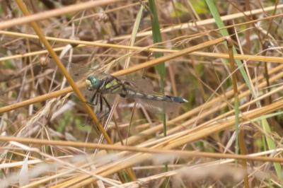 Orthetrum albistylum