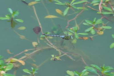 Anax imperator