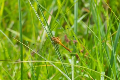 Sympetrum sanguineum