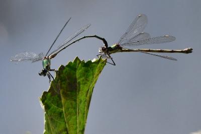 Chalcolestes viridis