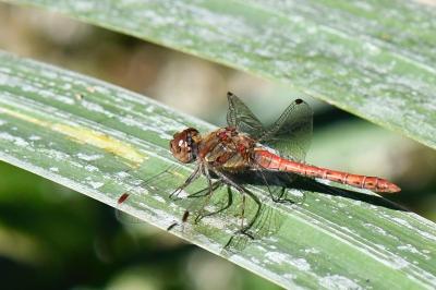 Sympetrum striolatum