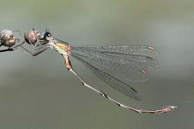 Chalcolestes viridis