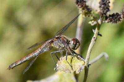 Sympetrum striolatum