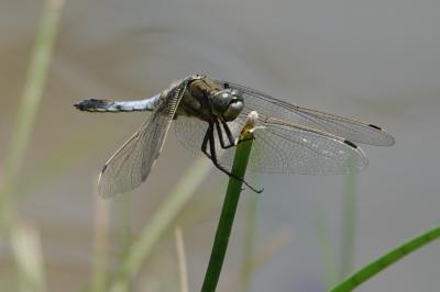 Orthetrum cancellatum
