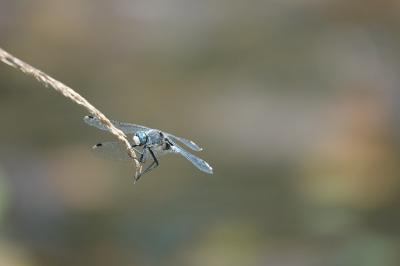 Leucorrhinia albifrons