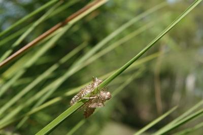 Leucorrhinia albifrons