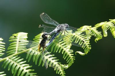 Leucorrhinia albifrons