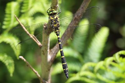 Cordulegaster bidentata