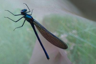 Calopteryx virgo